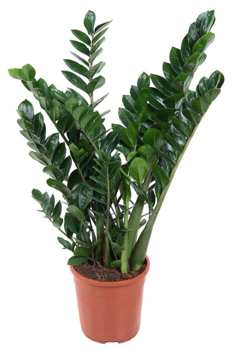 Zamioculcas Zamiifolia - View 14 from www redcrocus com