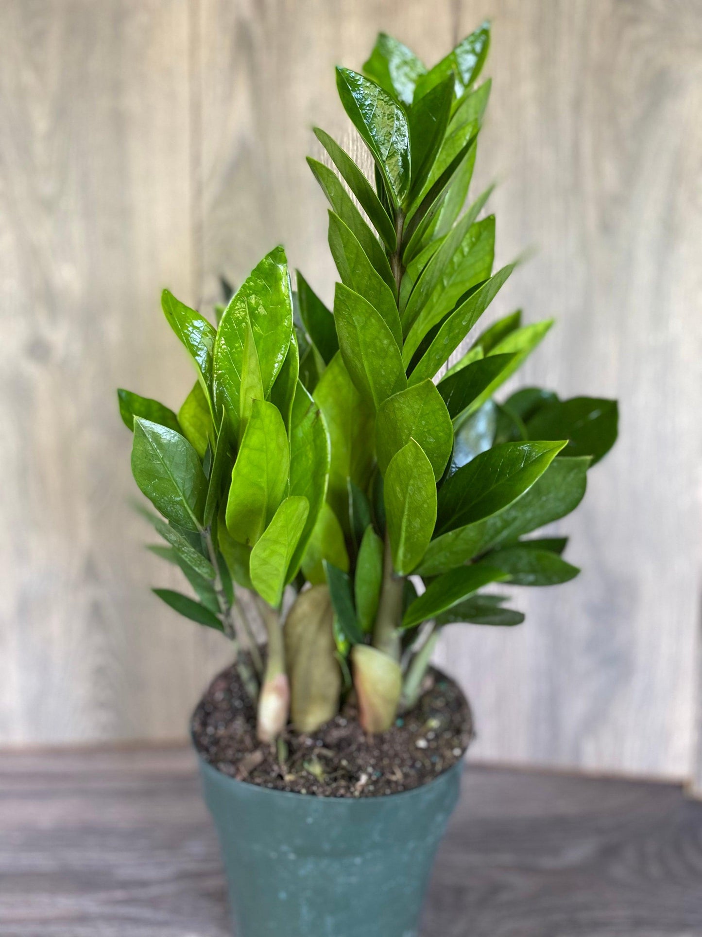Zamioculcas Zamiifolia - View 21 from www redcrocus com