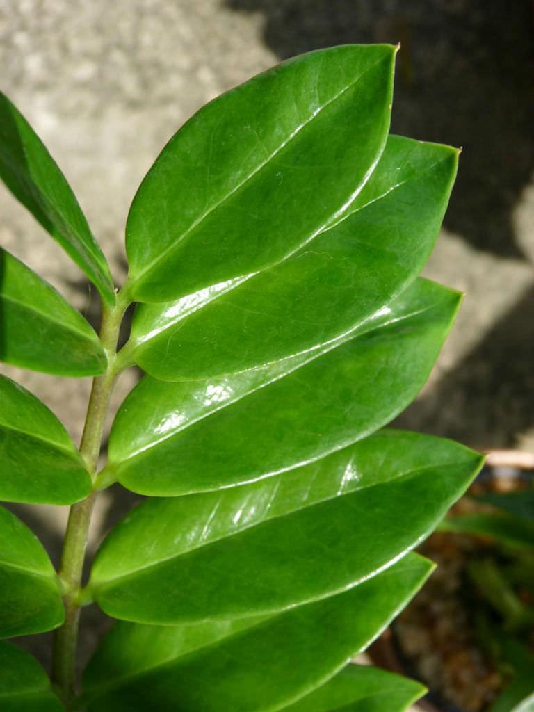Zamioculcas Zamiifolia - View 5 from www redcrocus com