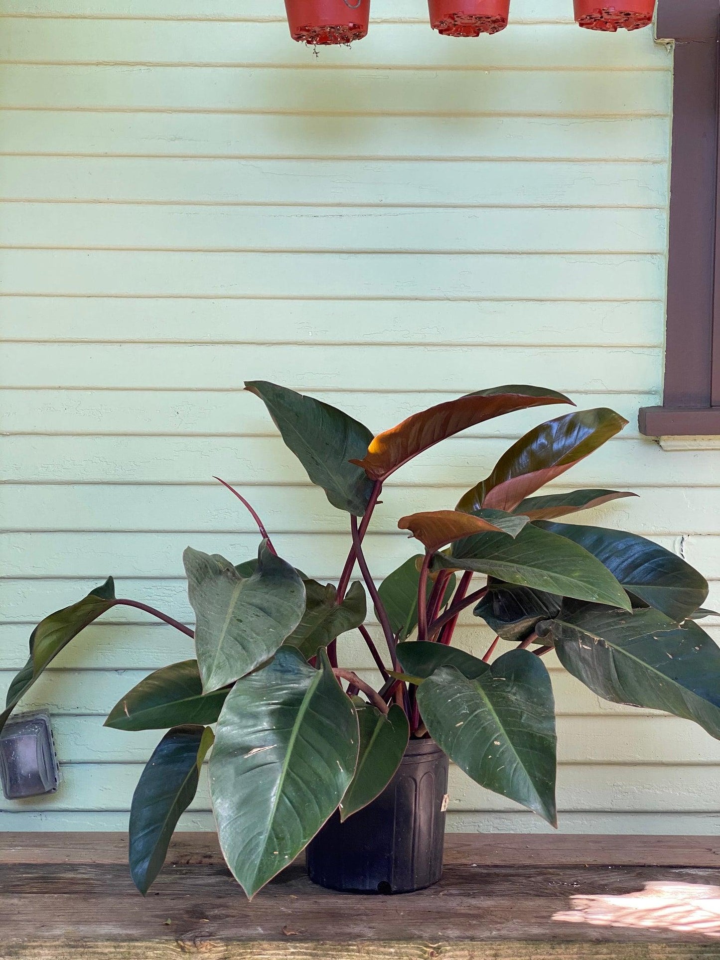 Philodendron 'rojo Congo' - View 29 from www redcrocus com