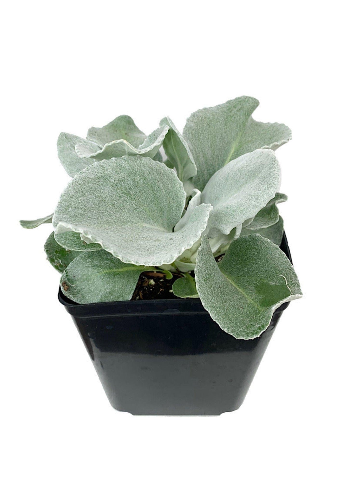 Senecio Candicans Angel Wings - View 8 from www redcrocus com