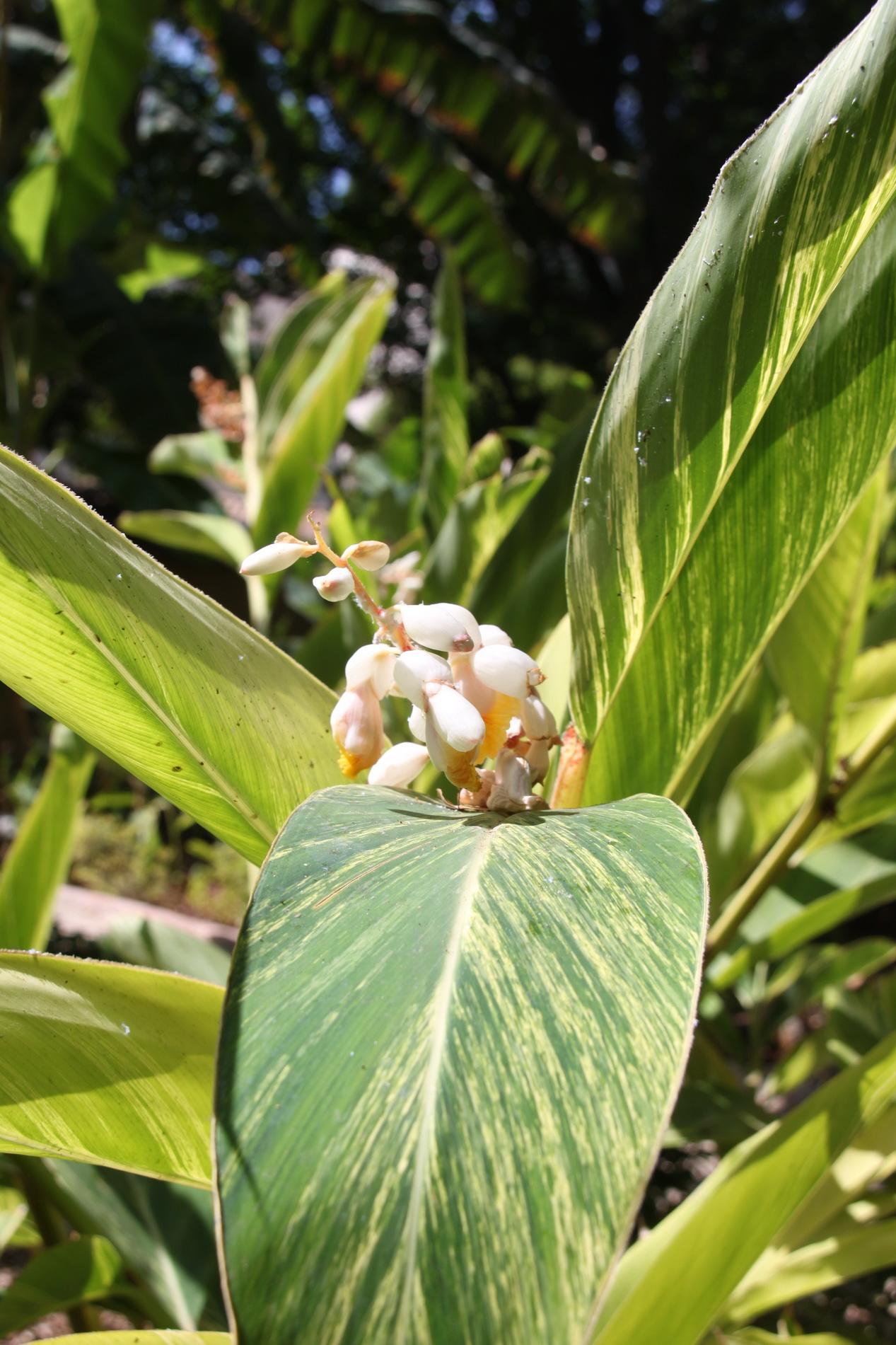 Alpinia Assorted - View 11 from www redcrocus com