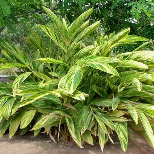 Alpinia Assorted - View 12 from www redcrocus com