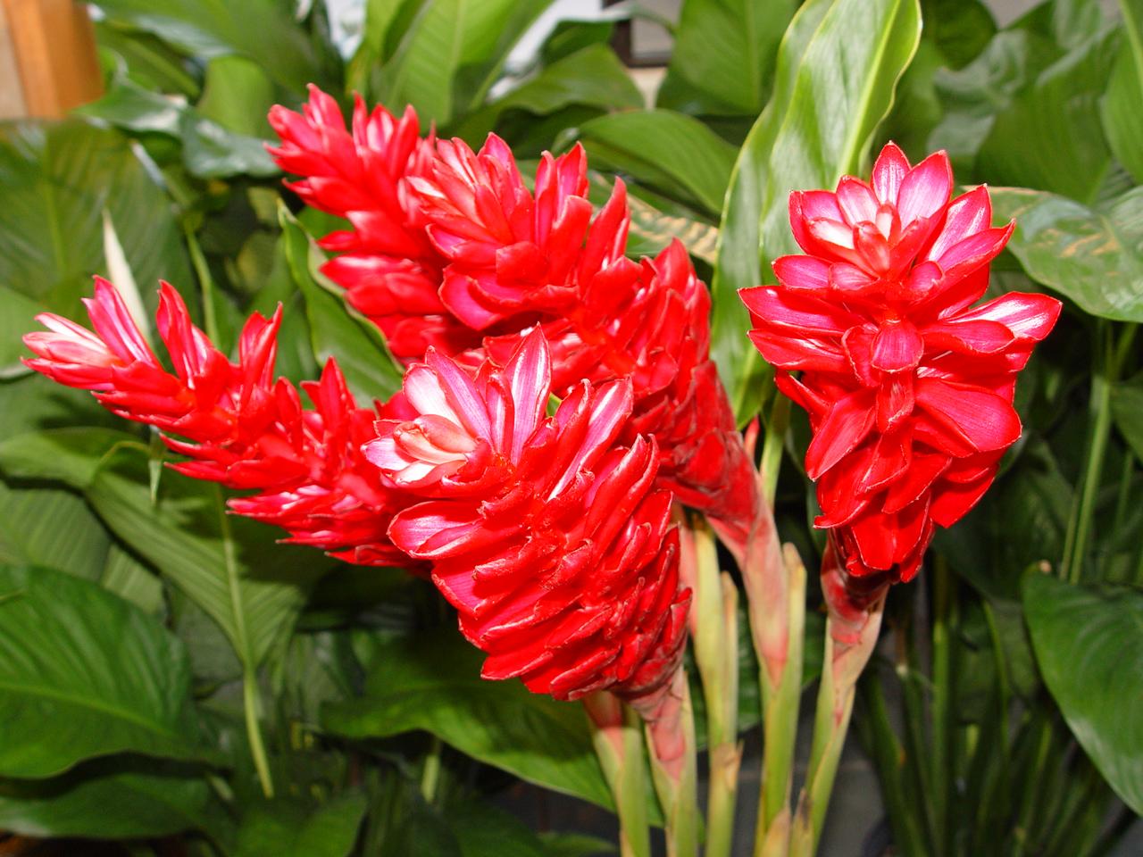 Alpinia Assorted - View 14 from www redcrocus com