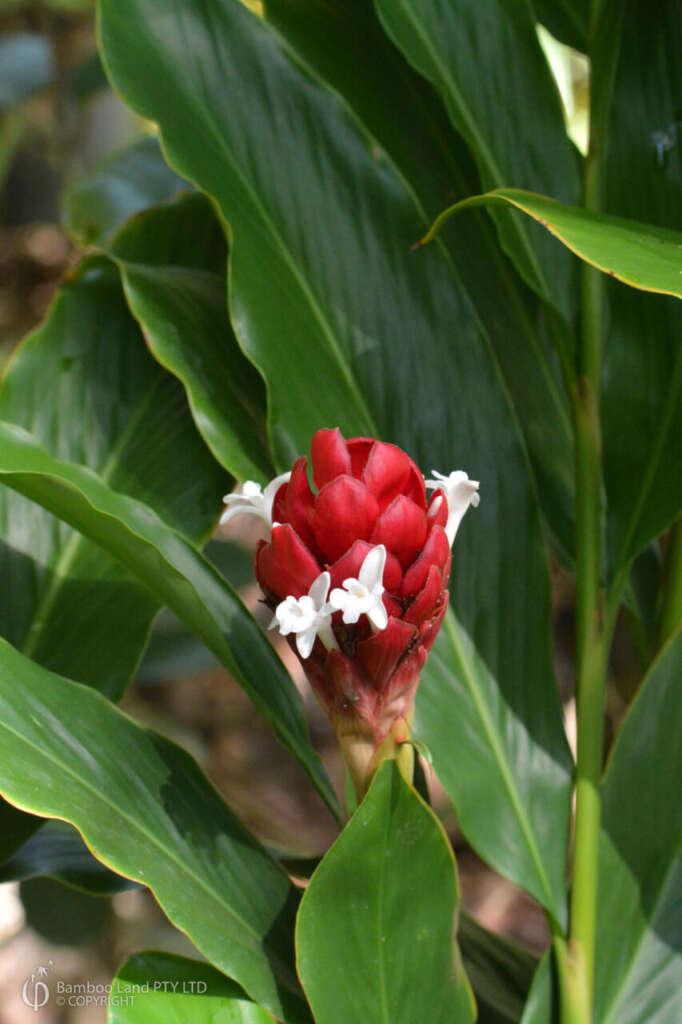 Alpinia Assorted - View 18 from www redcrocus com