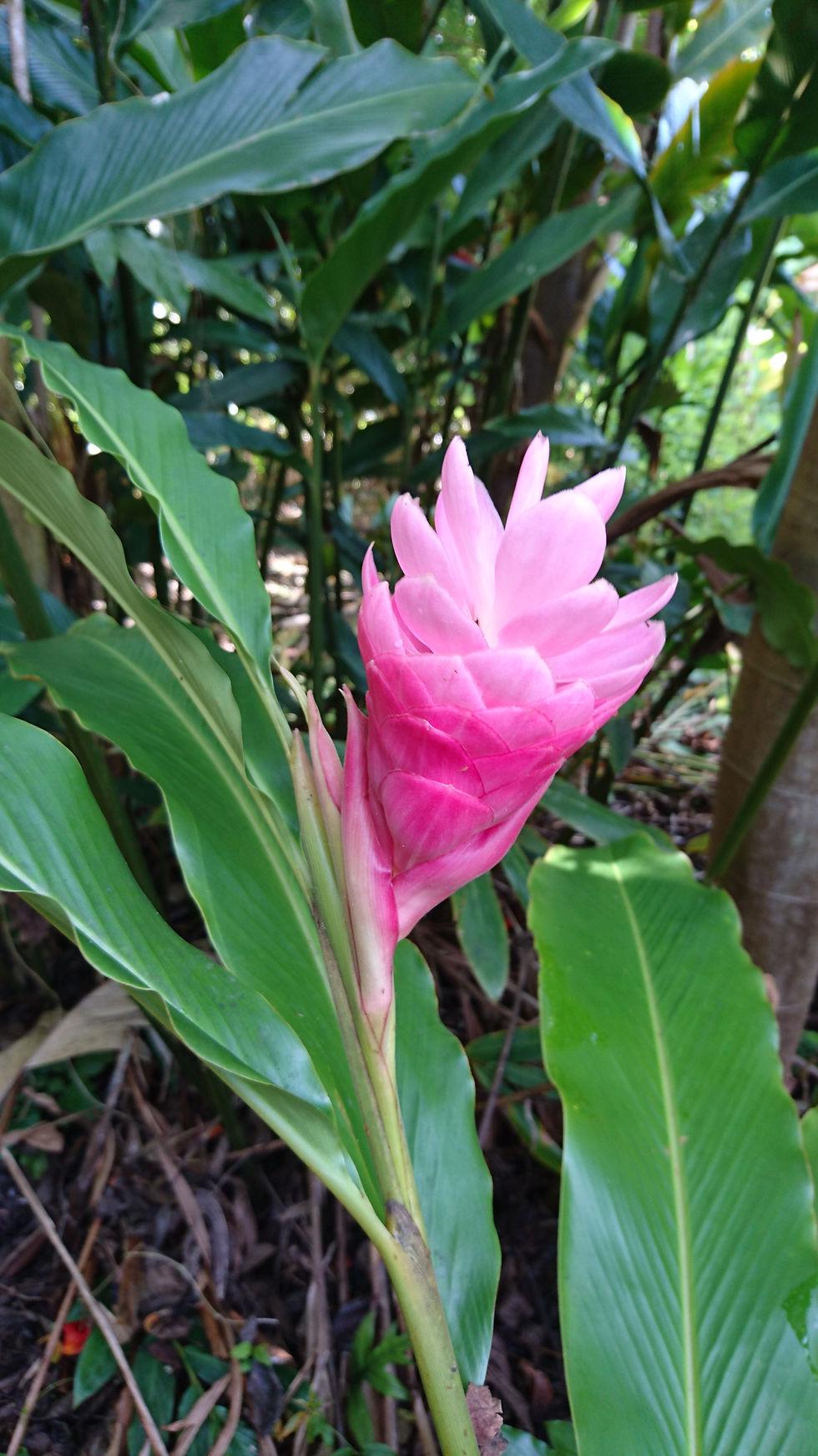 Alpinia Assorted - View 19 from www redcrocus com