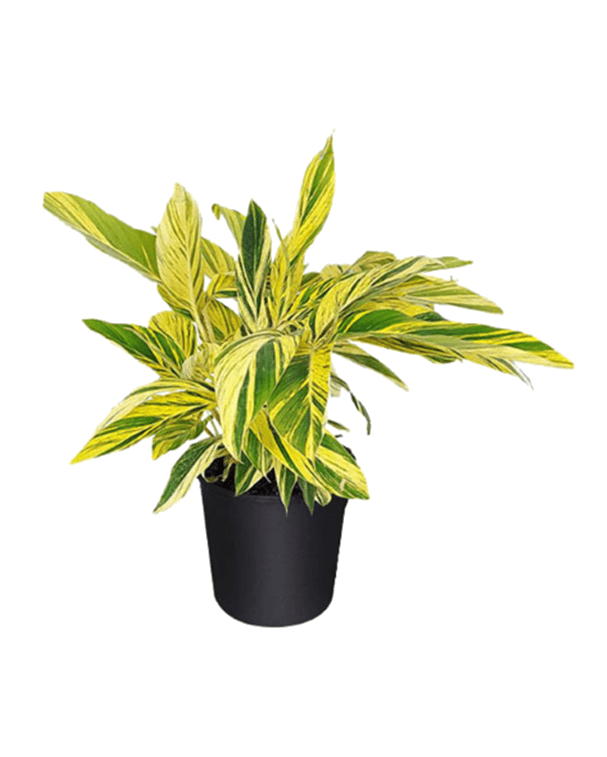 Alpinia Assorted - View 19 from www redcrocus com
