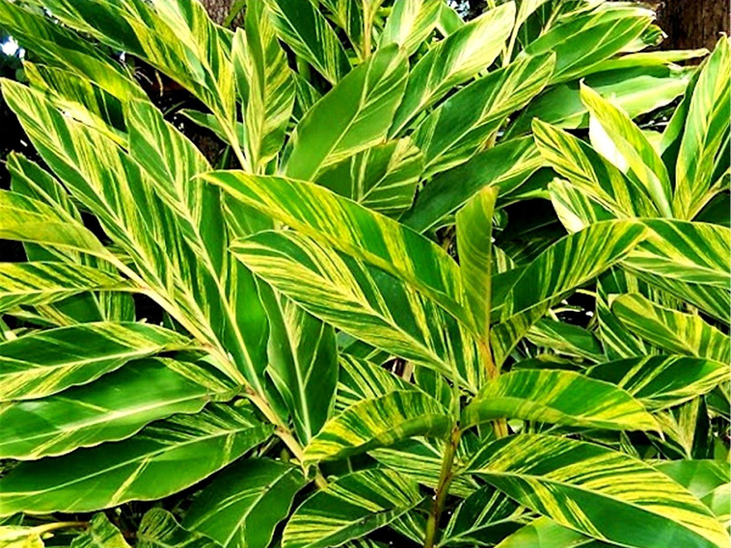 Alpinia Assorted - View 2 from www redcrocus com