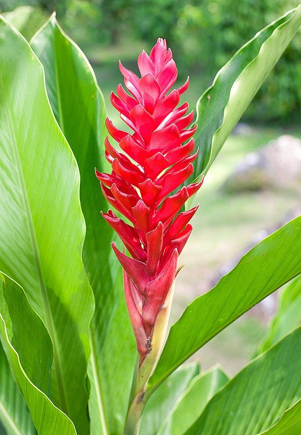 Alpinia Assorted - View 3 from www redcrocus com