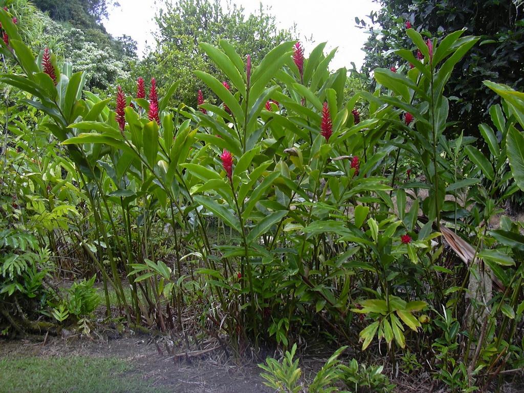 Alpinia Assorted - View 4 from www redcrocus com