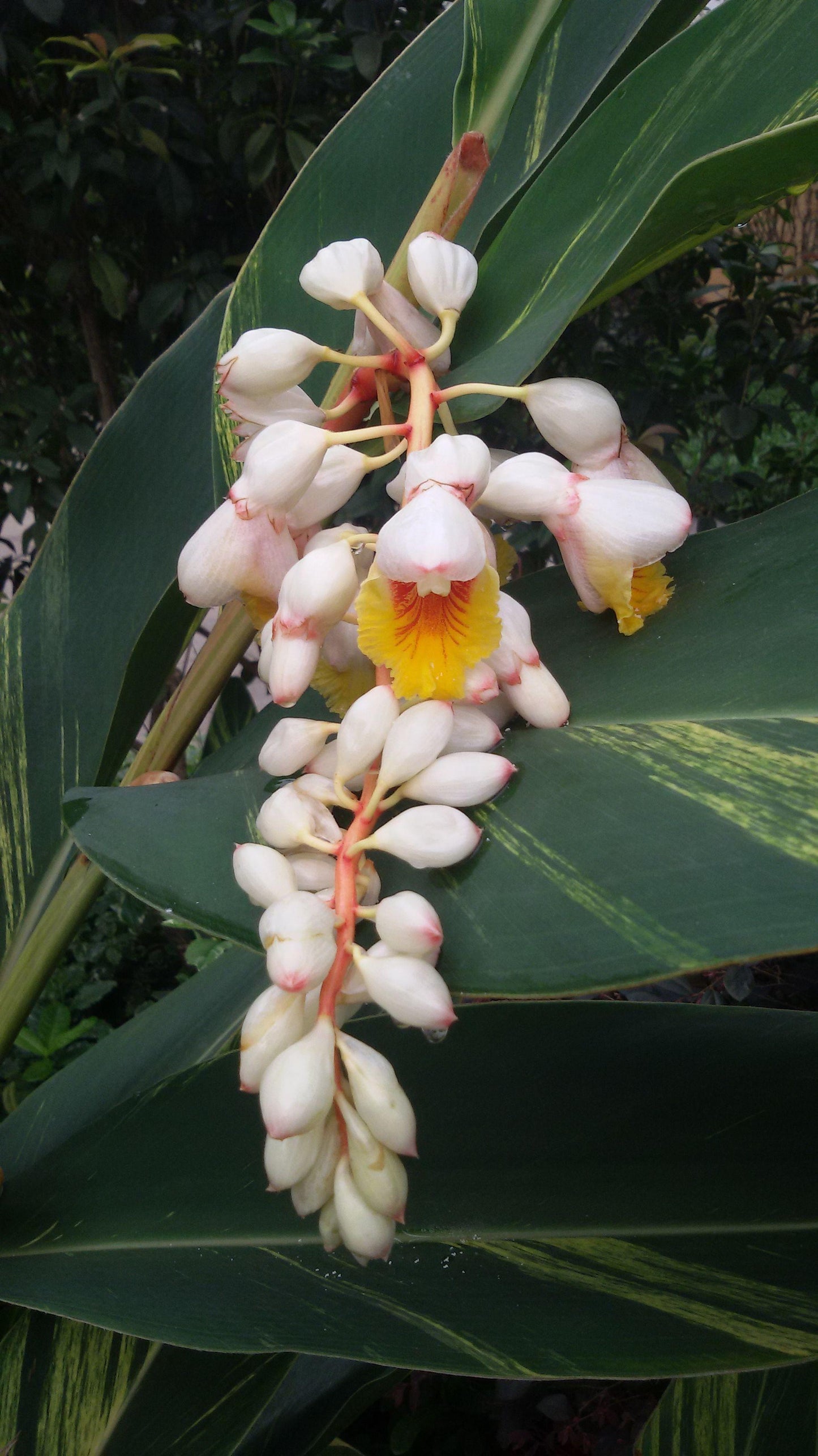Alpinia Assorted - View 5 from www redcrocus com