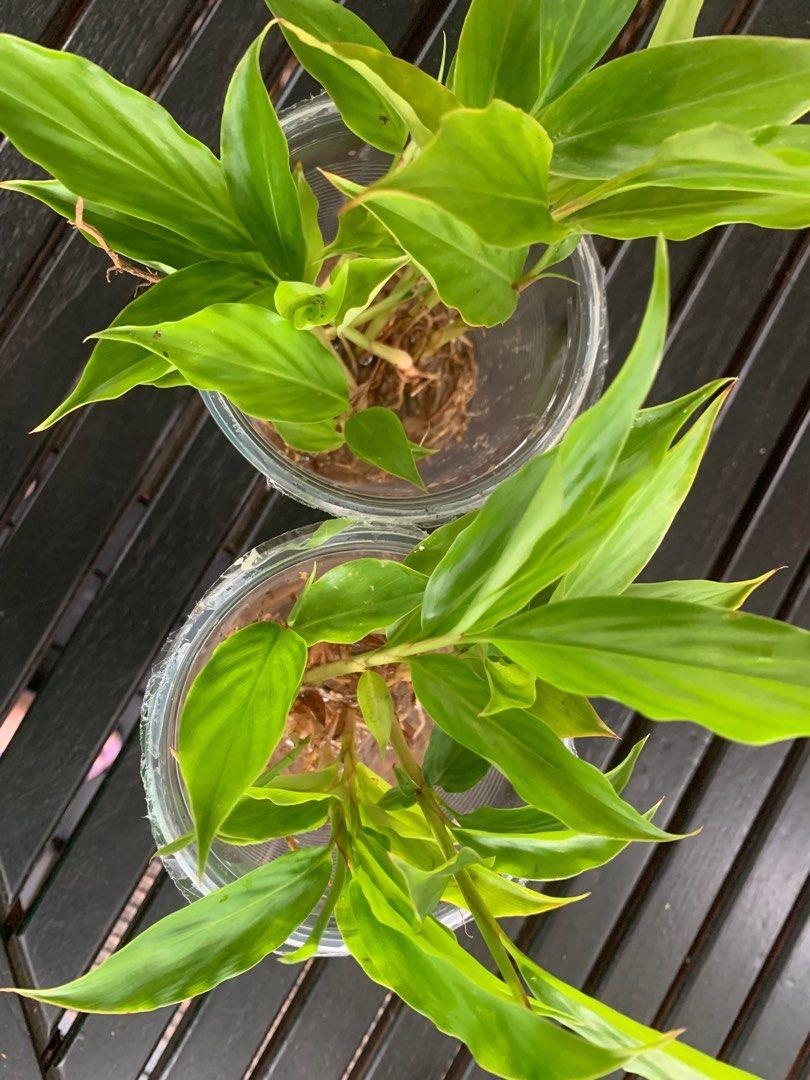Alpinia Assorted - View 6 from www redcrocus com