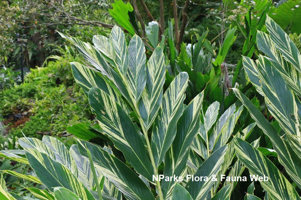 Alpinia Assorted - View 7 from www redcrocus com