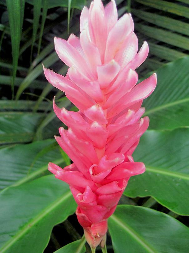 Alpinia Assorted - View 8 from www redcrocus com