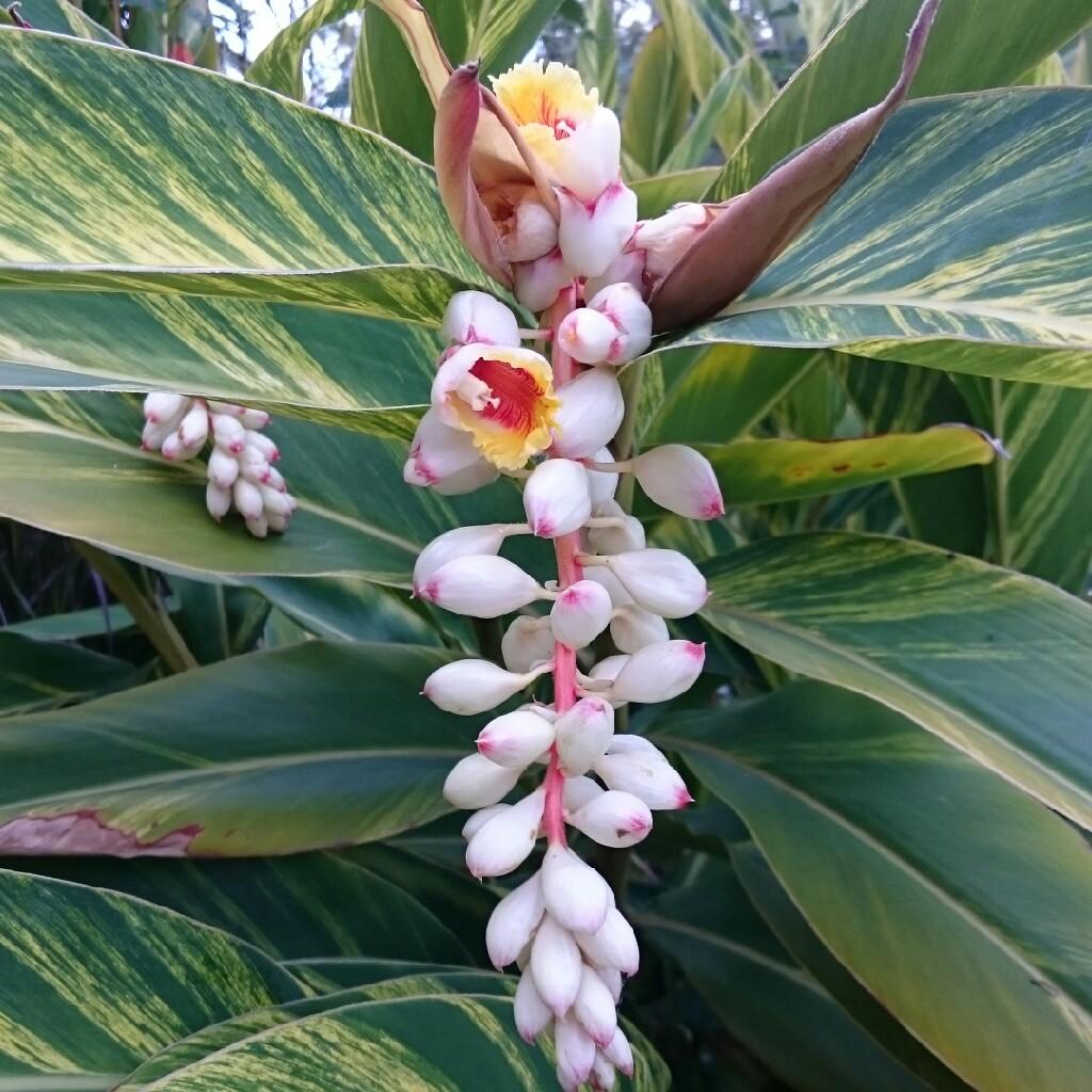 Alpinia Assorted - View 9 from www redcrocus com
