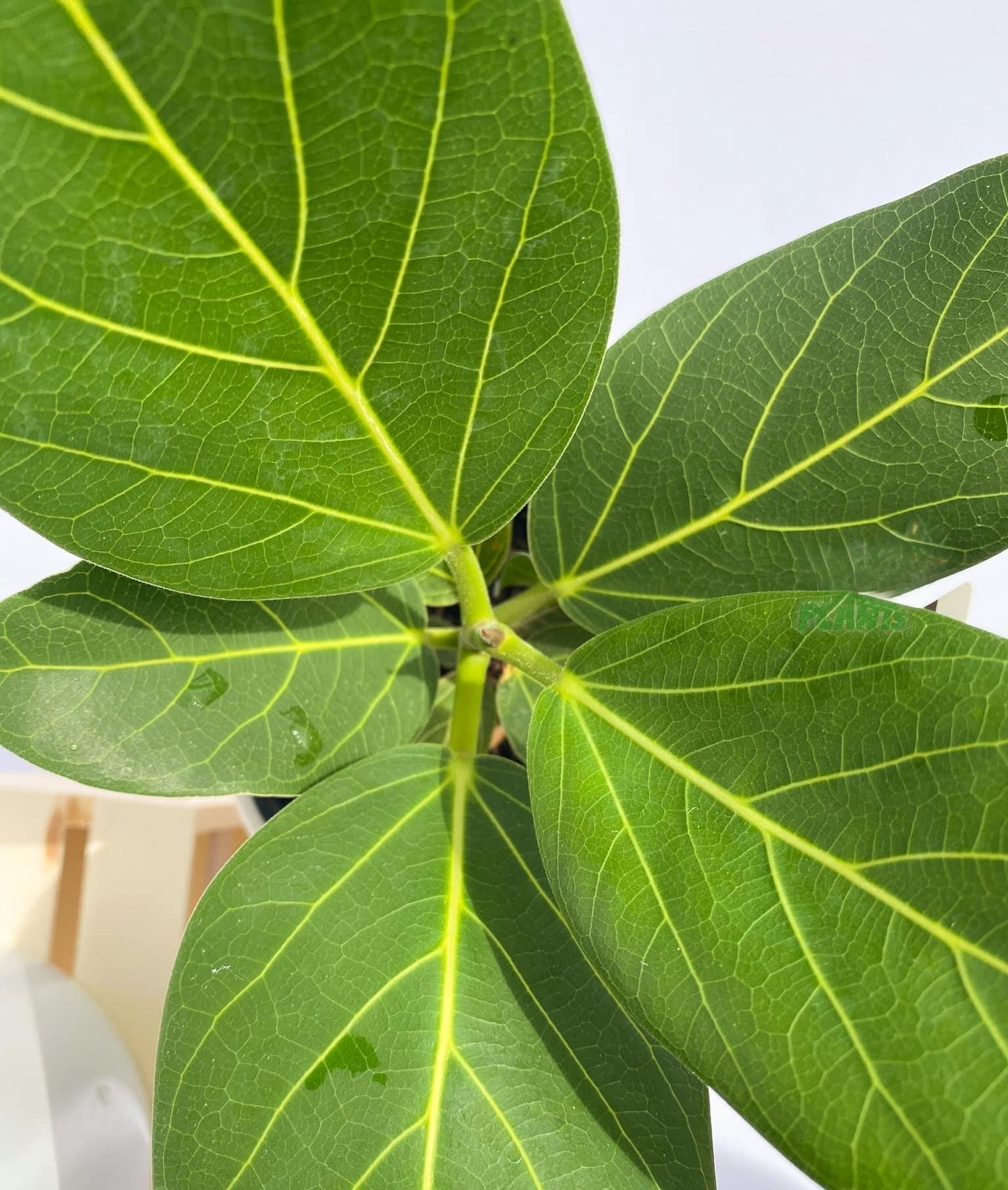 Ficus Audrey Premium - View 14 from www redcrocus com