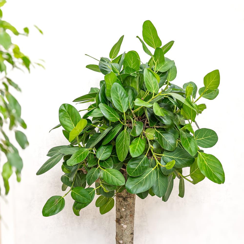 Ficus Audrey Premium - View 4 from www redcrocus com