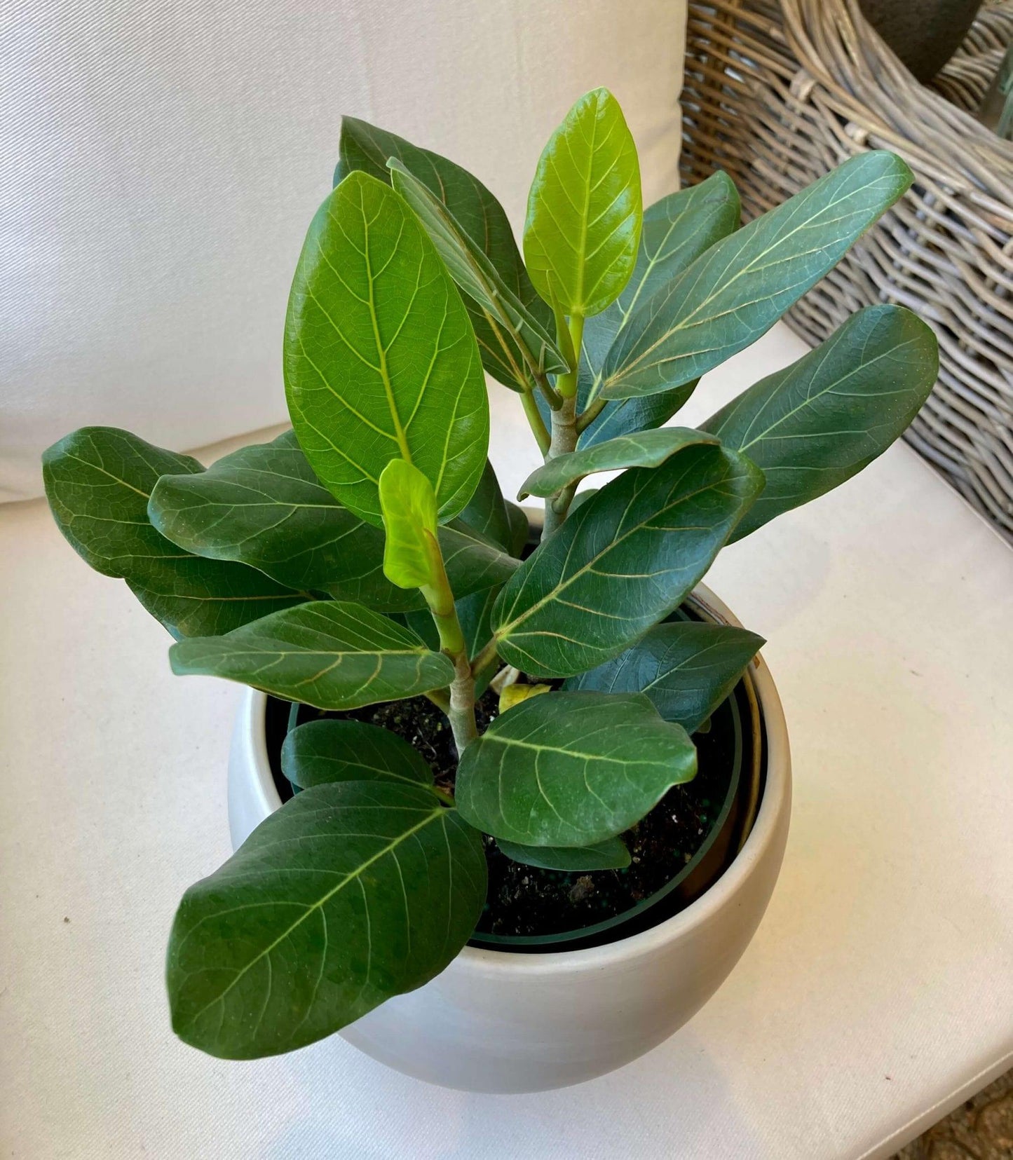 Ficus Audrey Premium - View 7 from www redcrocus com