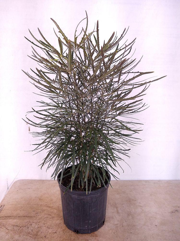 Aralia Schefflera Elegantissima - View 10 from www redcrocus com
