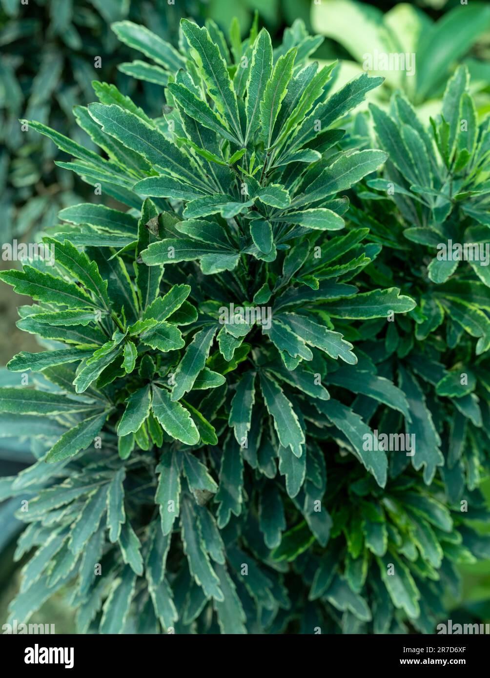 Aralia Schefflera Elegantissima - View 12 from www redcrocus com