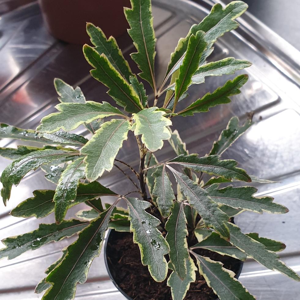 Aralia Schefflera Elegantissima - View 13 from www redcrocus com