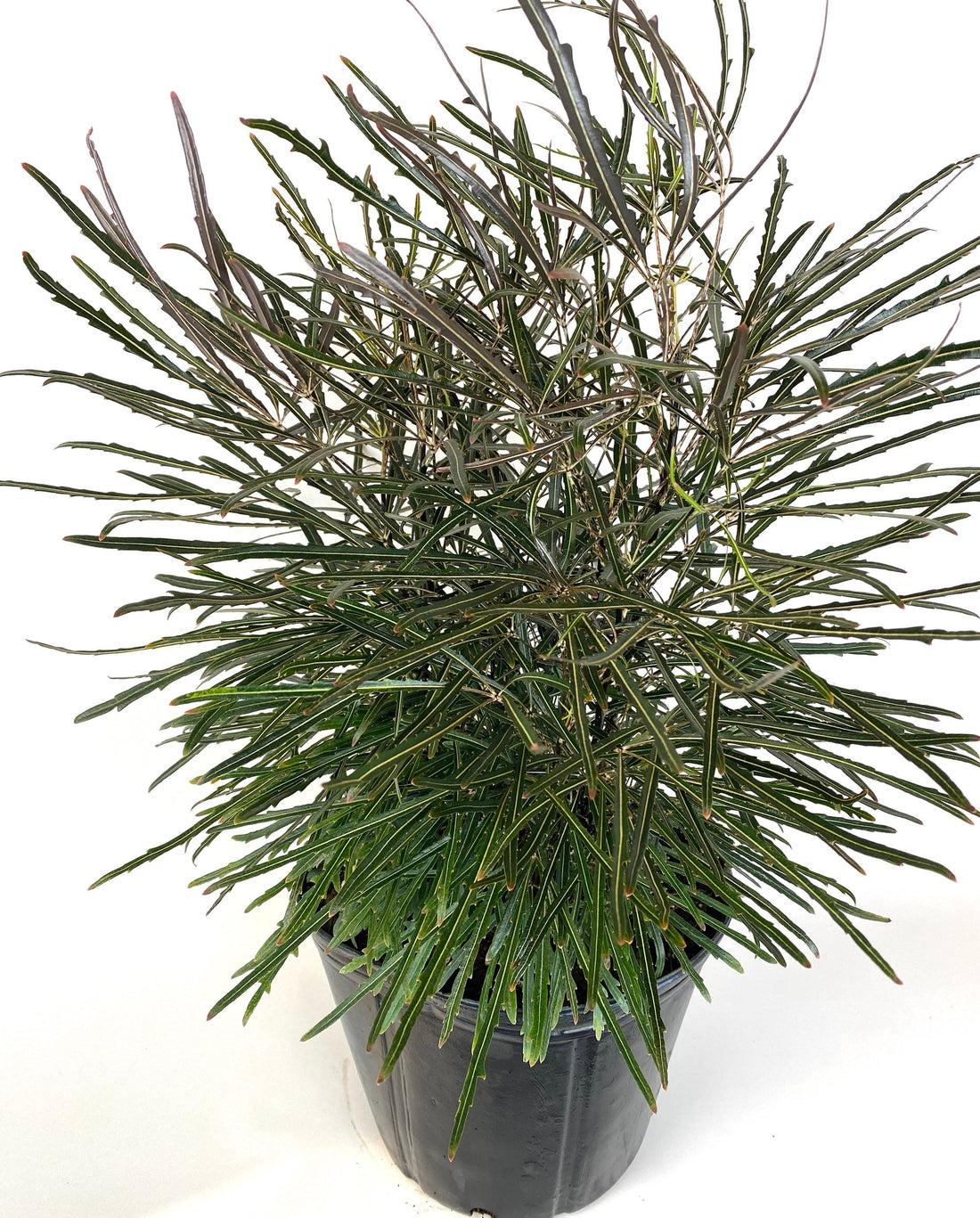 Aralia Schefflera Elegantissima - View 14 from www redcrocus com