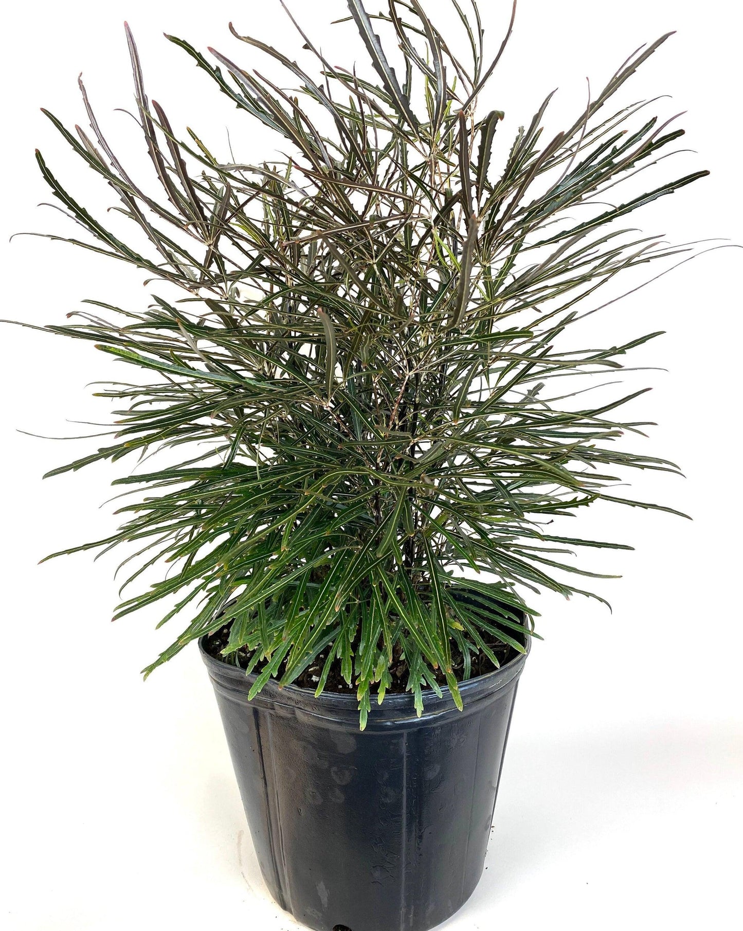Aralia Schefflera Elegantissima - View 15 from www redcrocus com