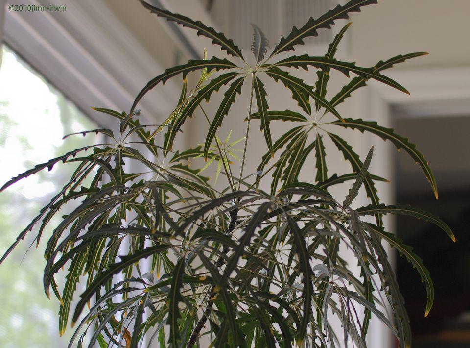 Aralia Schefflera Elegantissima - View 3 from www redcrocus com