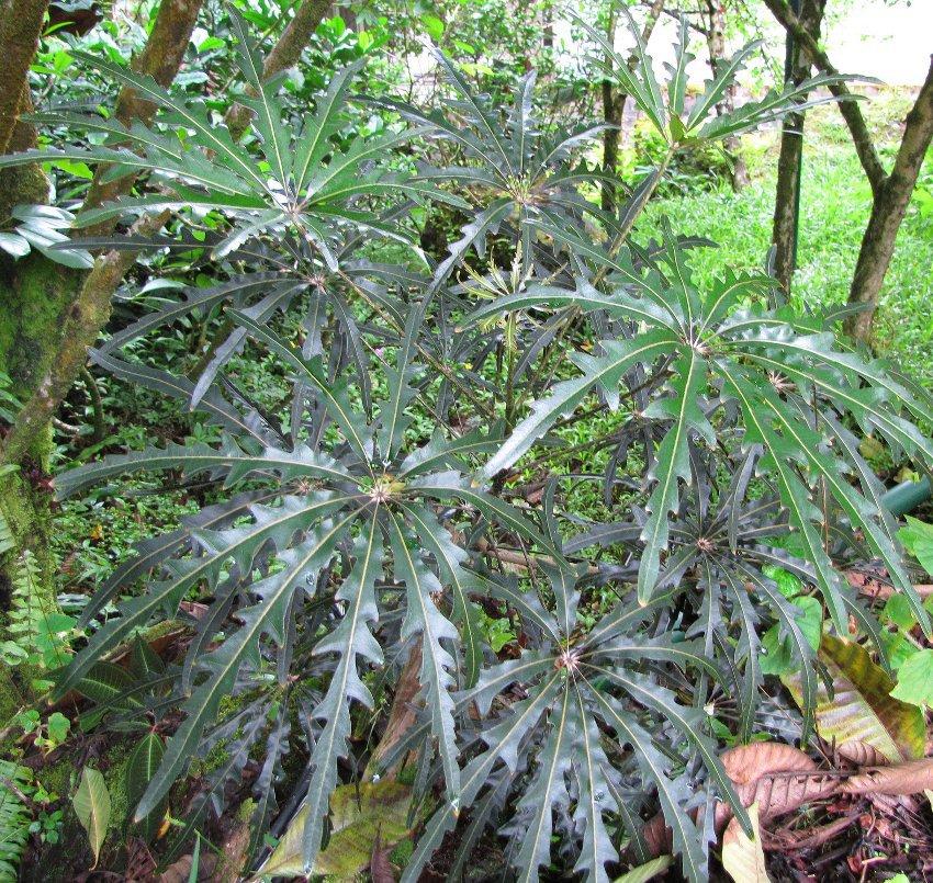 Aralia Schefflera Elegantissima - View 8 from www redcrocus com