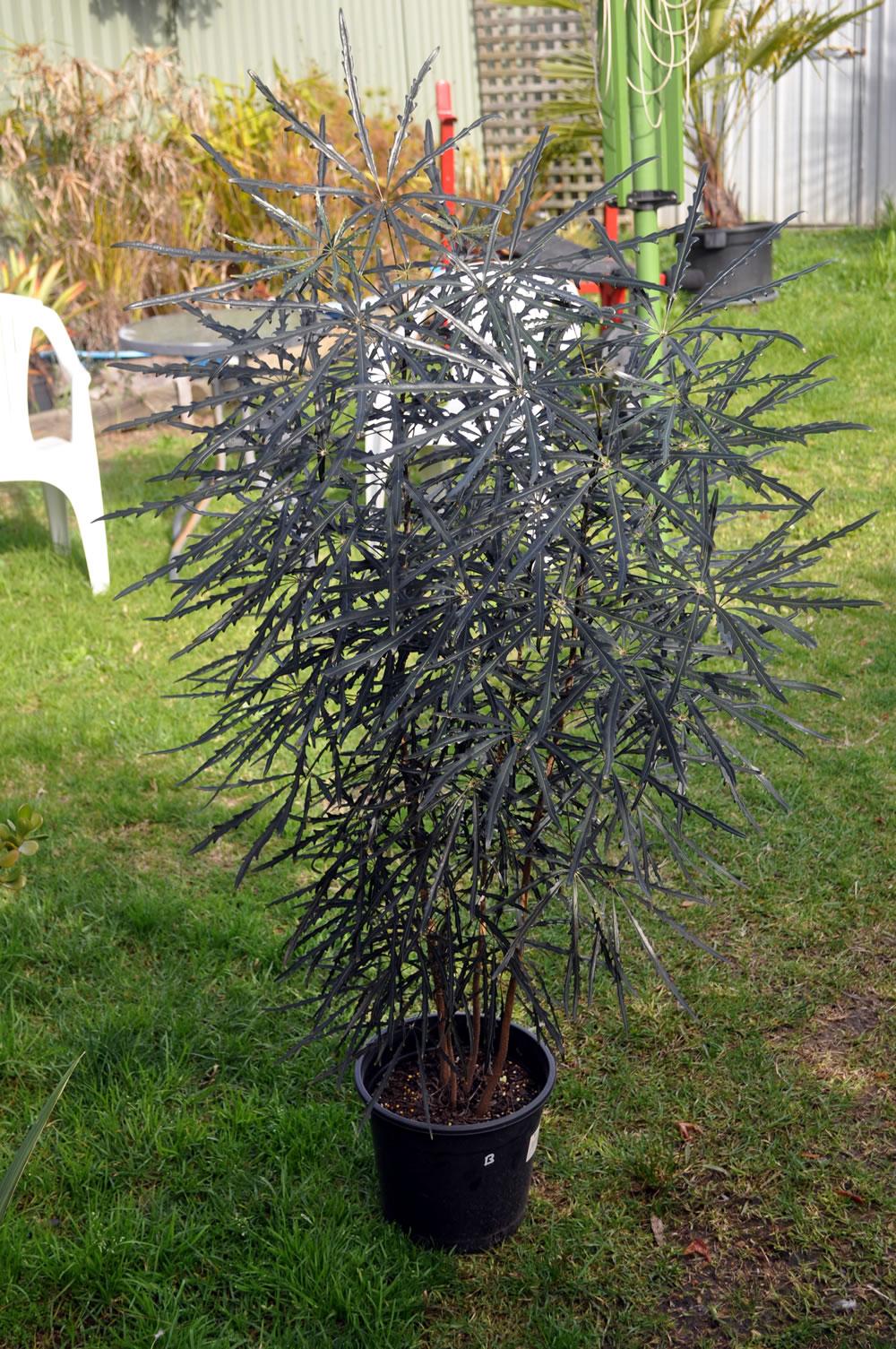 Aralia Schefflera Elegantissima - View 9 from www redcrocus com