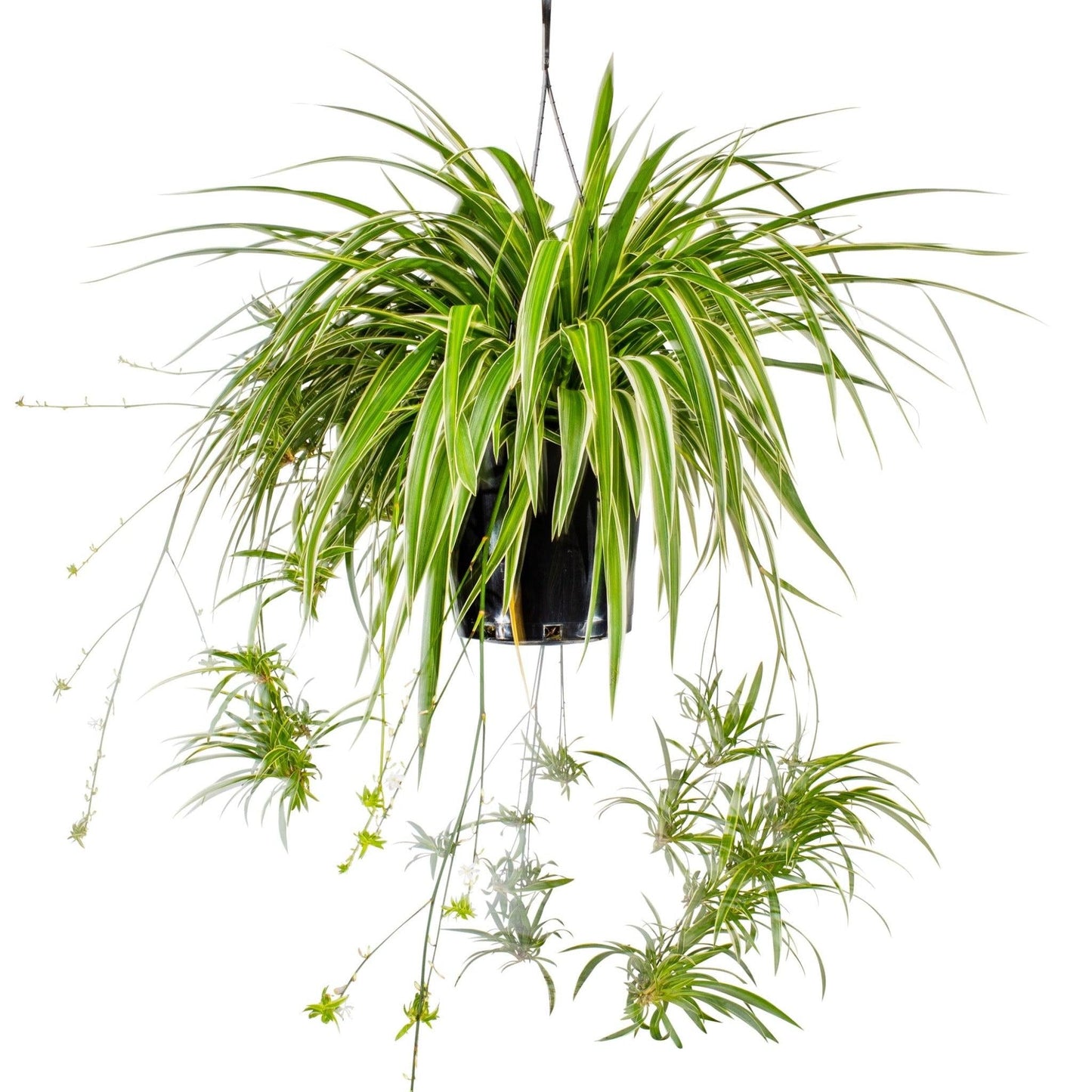 Spider Plant Chlorophytum Assorted - View 11 from www redcrocus com