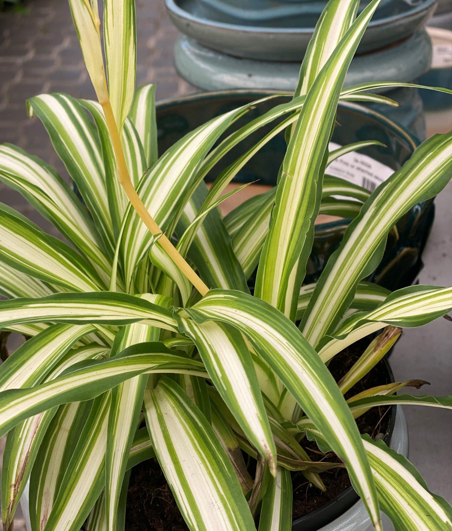 Spider Plant Chlorophytum Assorted - View 13 from www redcrocus com