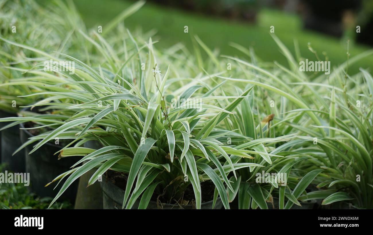 Spider Plant Chlorophytum Assorted - View 16 from www redcrocus com