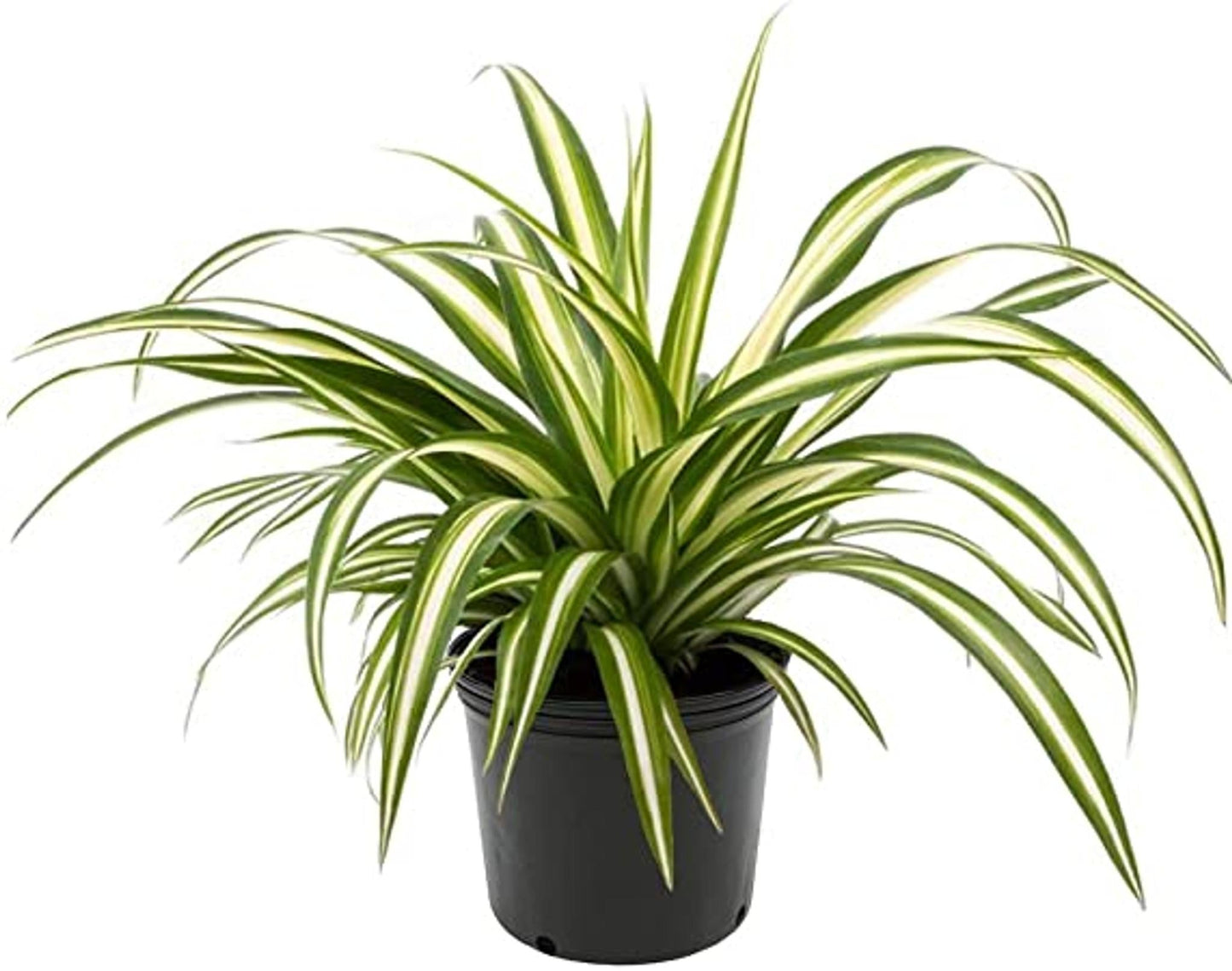 Spider Plant Chlorophytum Assorted - View 17 from www redcrocus com