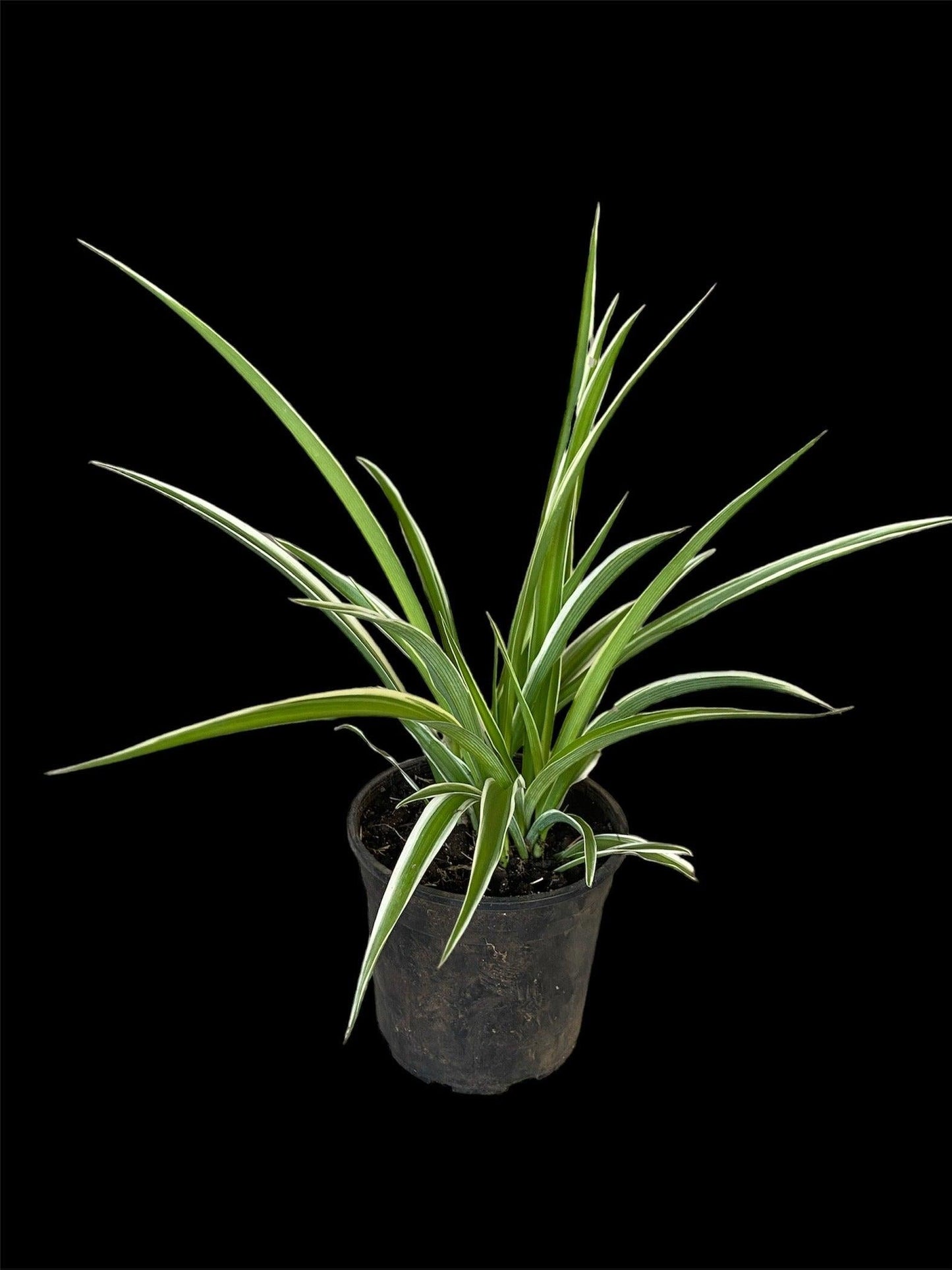 Spider Plant Chlorophytum Assorted - View 18 from www redcrocus com