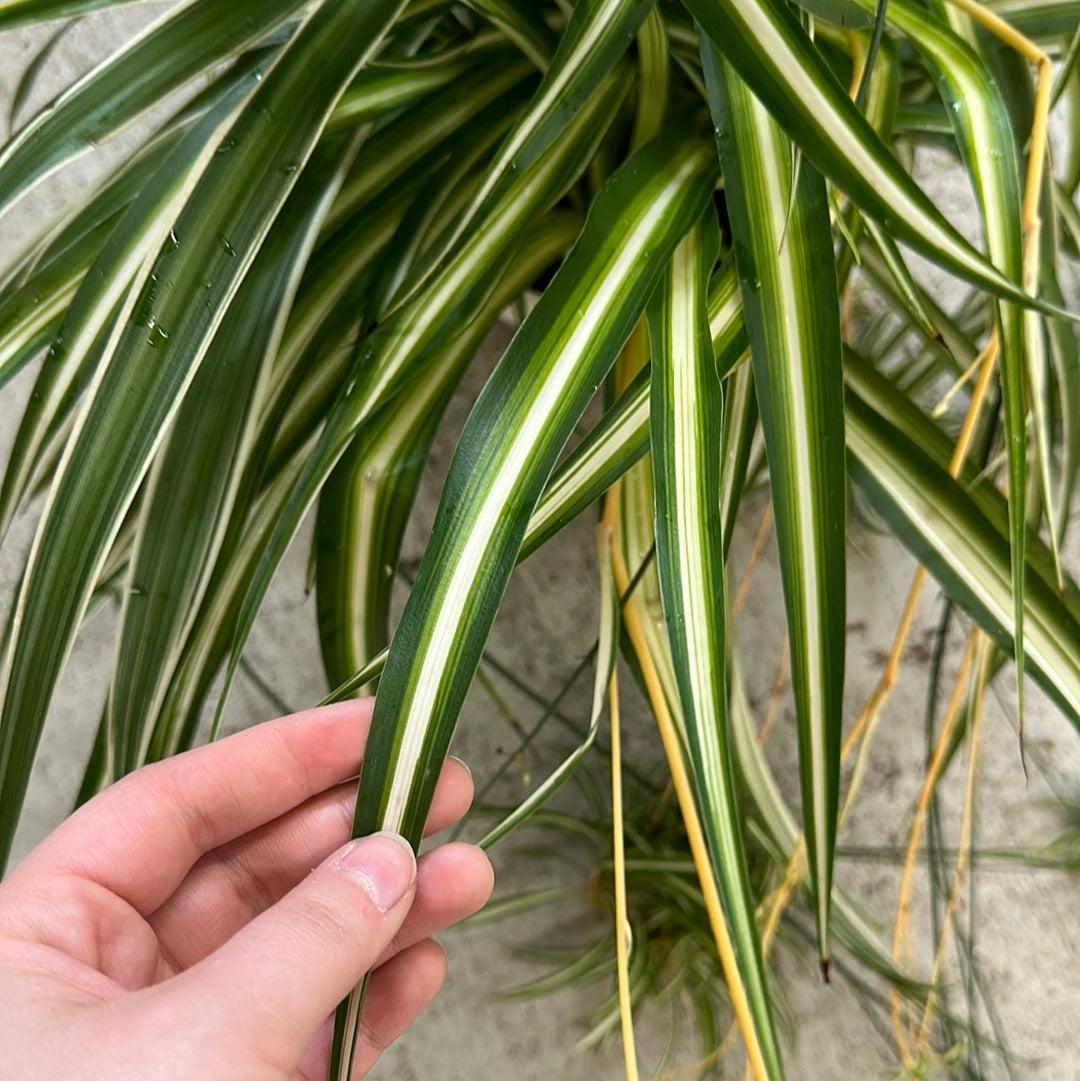 Spider Plant Chlorophytum Assorted - View 1 from www redcrocus com