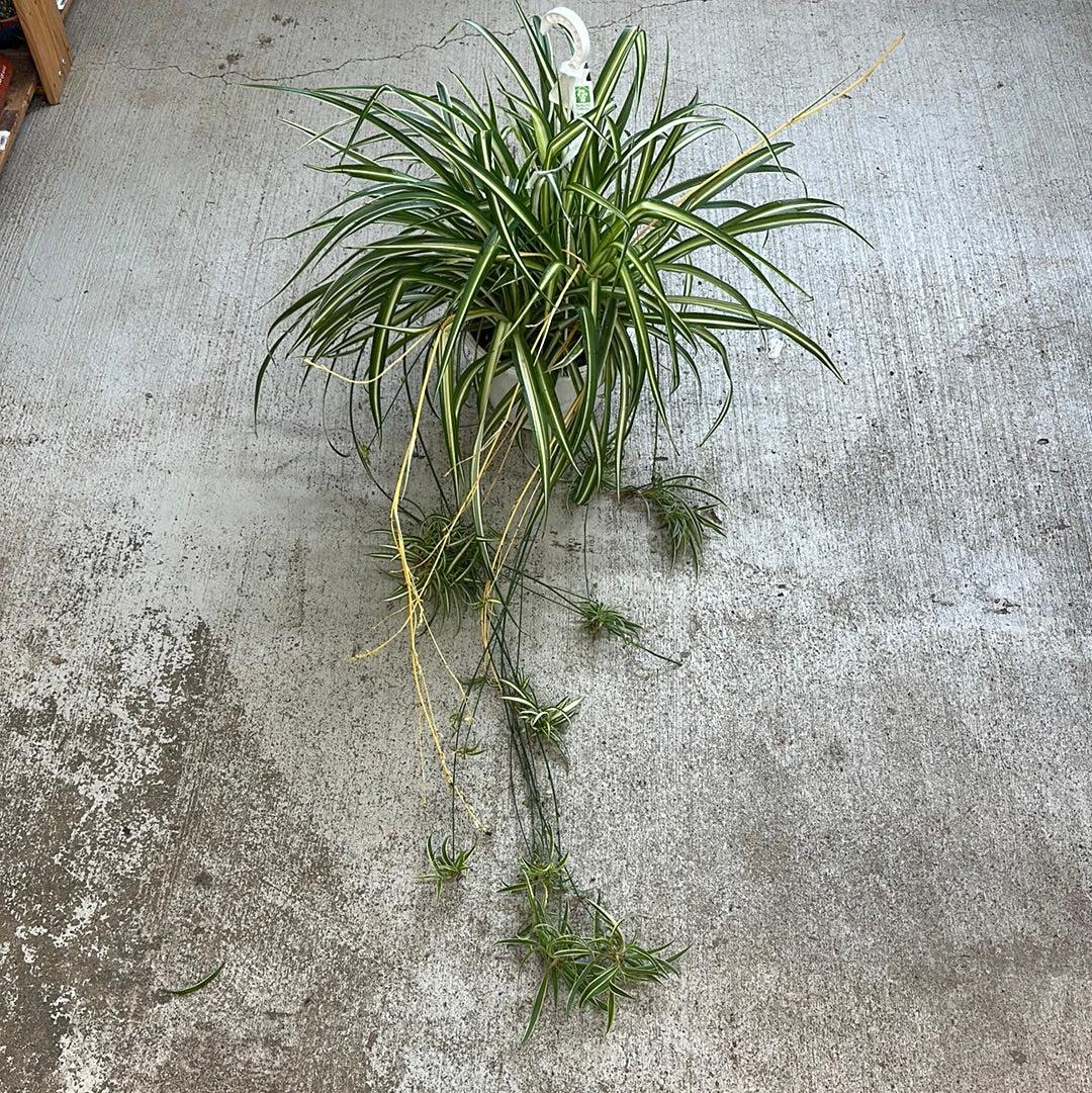Spider Plant Chlorophytum Assorted - View 2 from www redcrocus com