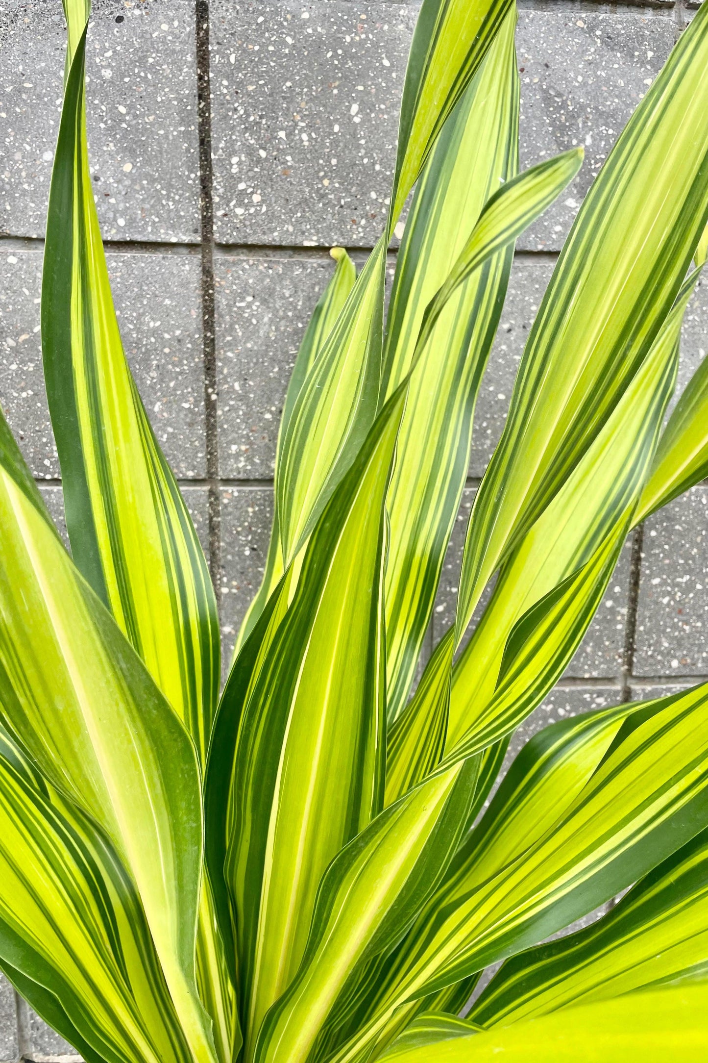 Dracaena Deremensis Giganta Bush - View 11 from www redcrocus com