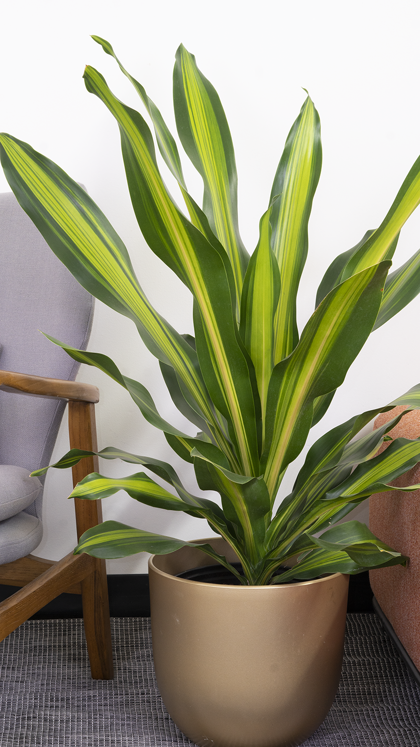 Dracaena Deremensis Giganta Bush - View 14 from www redcrocus com