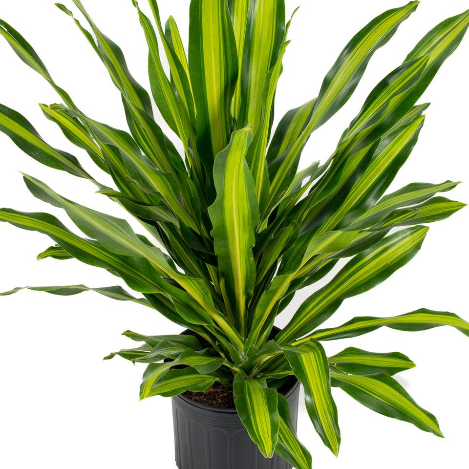 Dracaena Deremensis Giganta Bush - View 14 from www redcrocus com