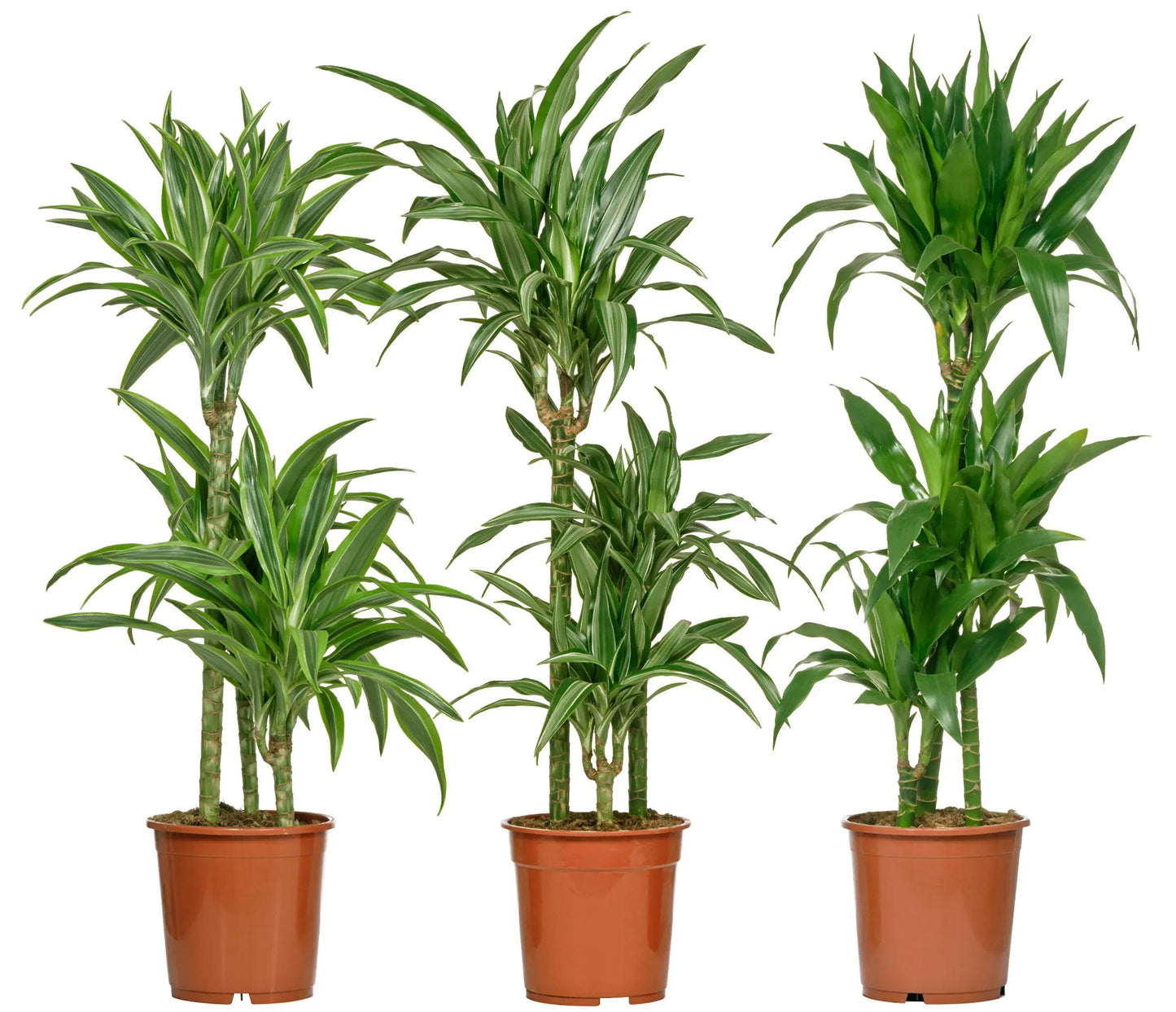 Dracaena Deremensis Giganta Bush - View 15 from www redcrocus com