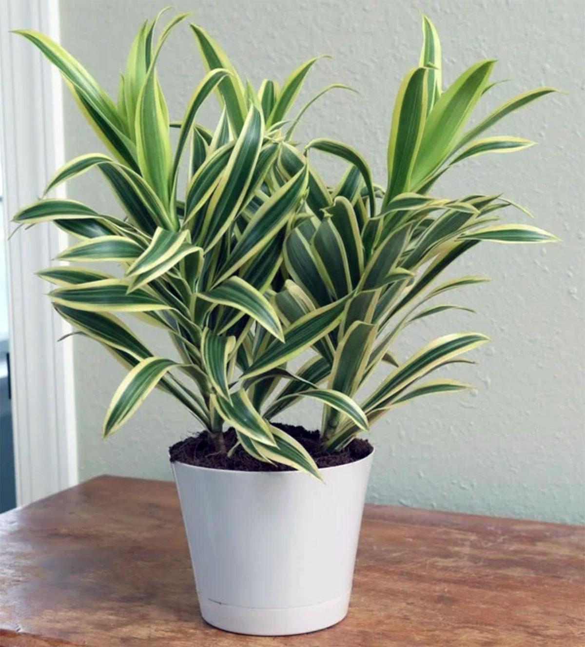 Dracaena Deremensis Giganta Bush - View 16 from www redcrocus com