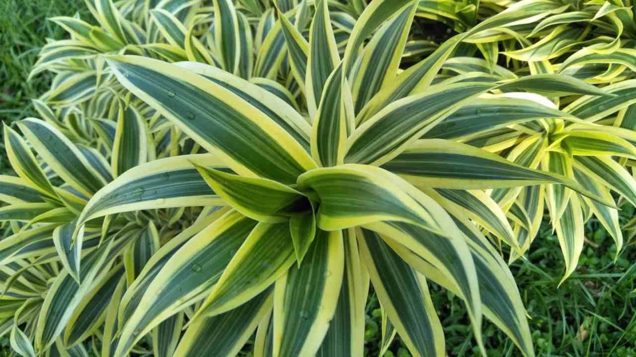 Dracaena Deremensis Giganta Bush - View 17 from www redcrocus com