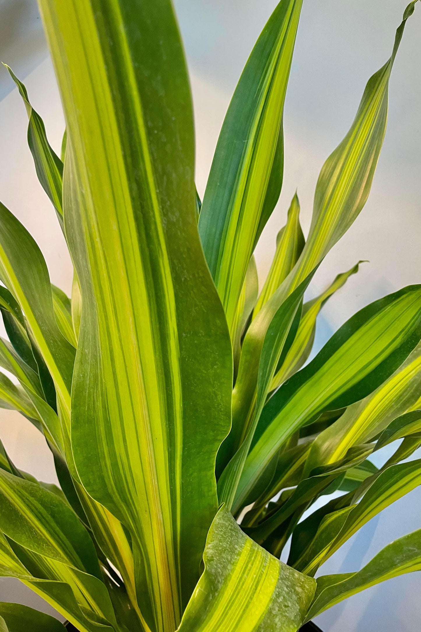 Dracaena Deremensis Giganta Bush - View 2 from www redcrocus com