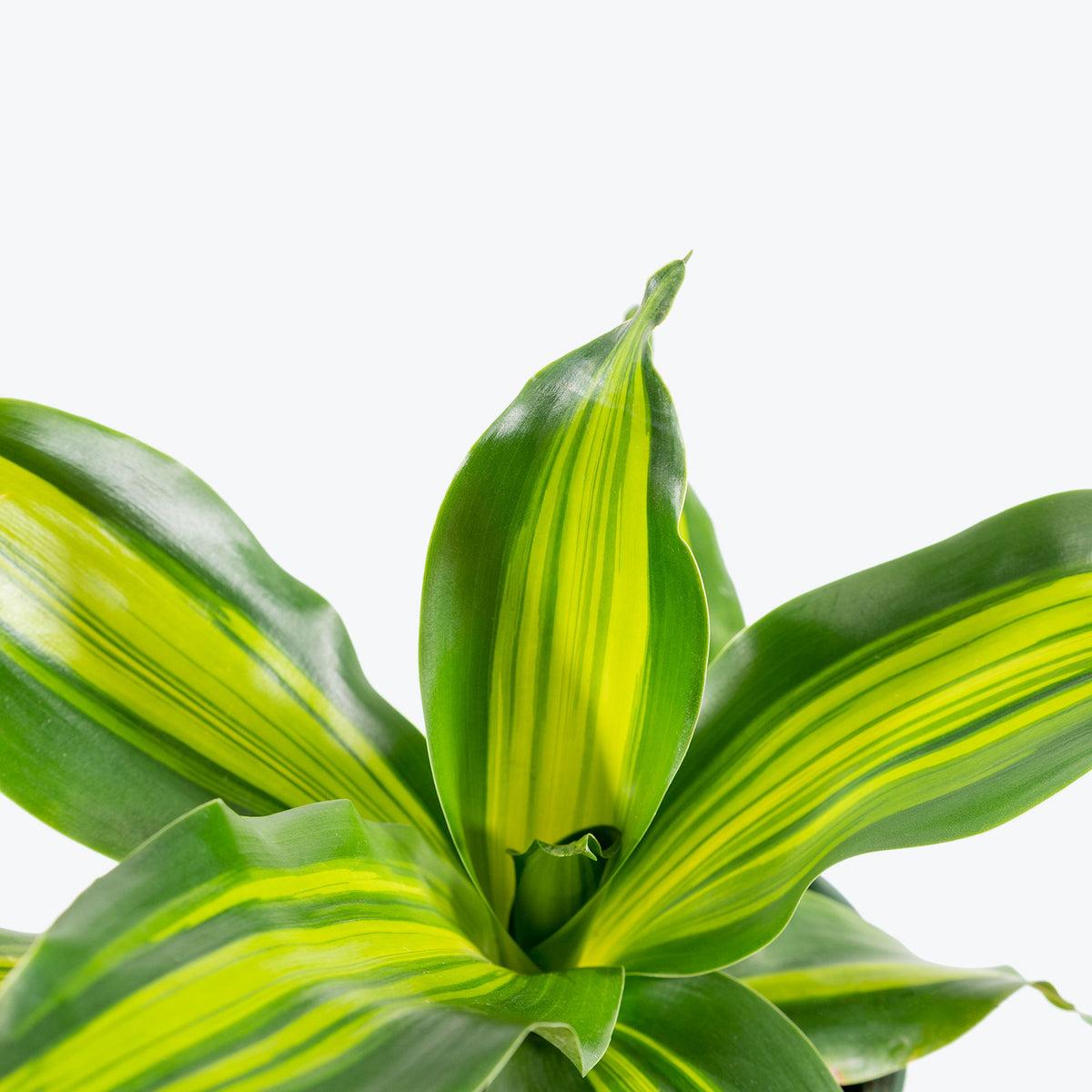 Dracaena Deremensis Giganta Bush - View 4 from www redcrocus com
