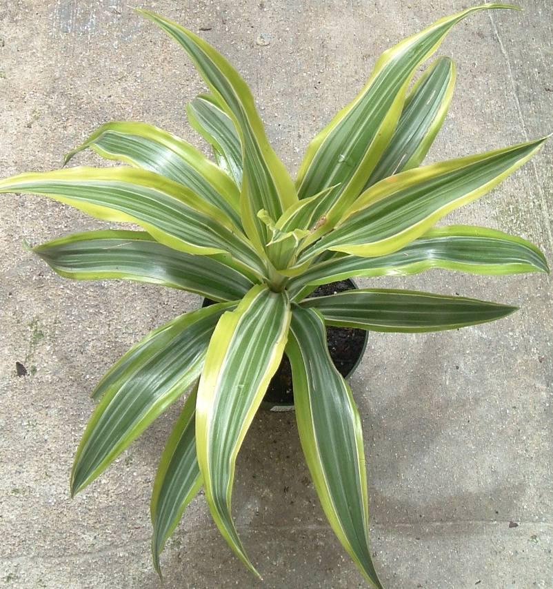 Dracaena Deremensis Giganta Bush - View 5 from www redcrocus com