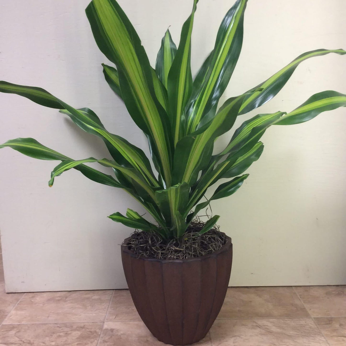 Dracaena Deremensis Giganta Bush - View 6 from www redcrocus com