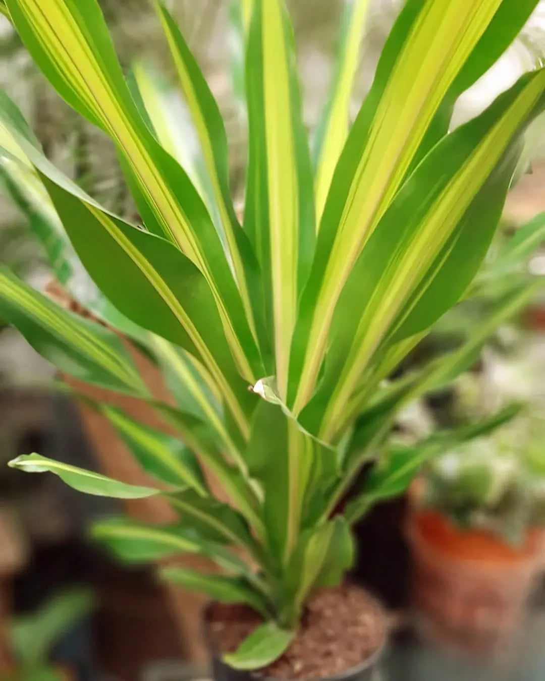 Dracaena Deremensis Giganta Bush - View 7 from www redcrocus com