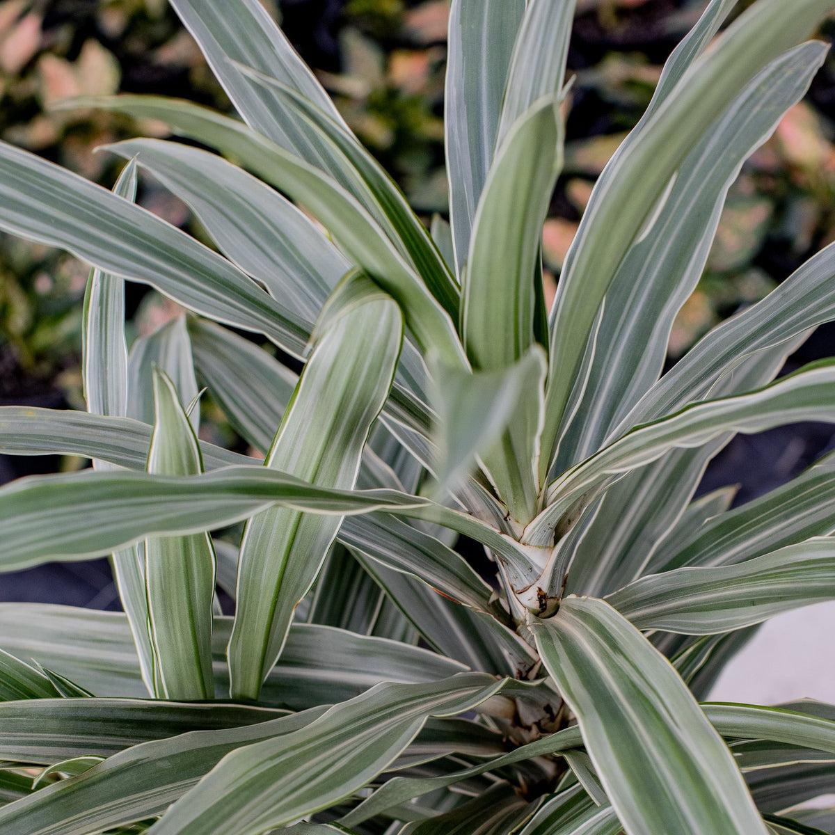 Dracaena Deremensis Giganta Bush - View 8 from www redcrocus com