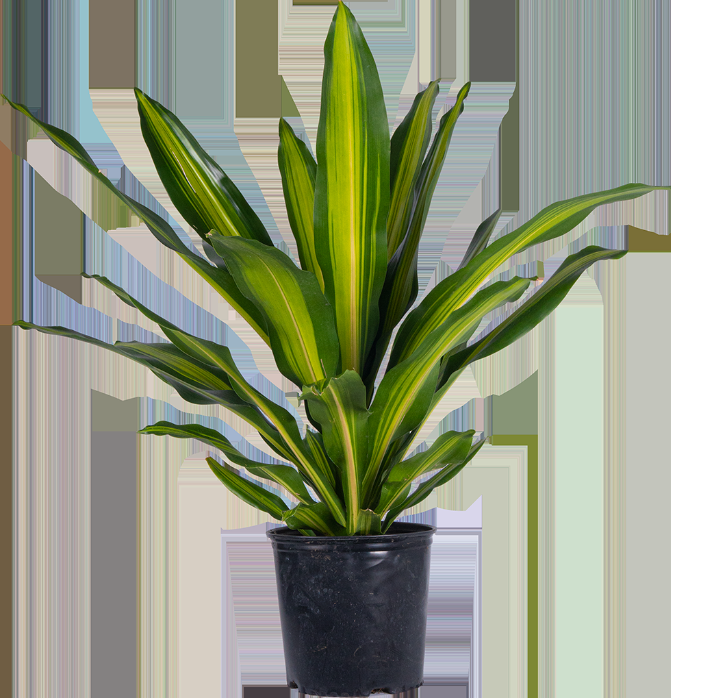Dracaena Deremensis Giganta Bush - View 8 from www redcrocus com